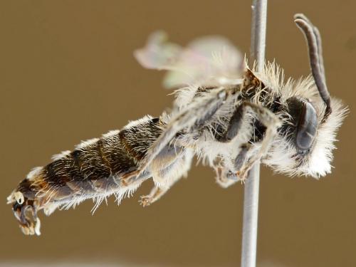 Andrena ventralis