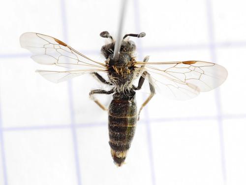 Andrena ventralis