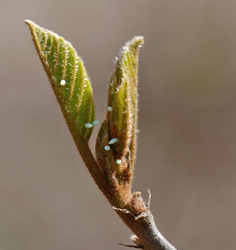 Réf. 179 996 : Gonepteryx rhamni