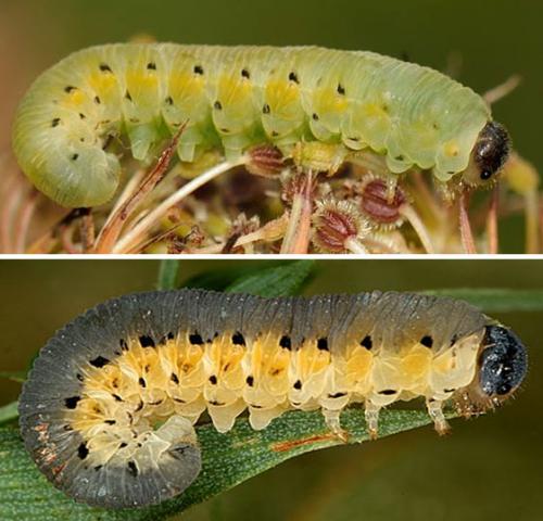 Réf. 179 716 : Tenthredo sp.