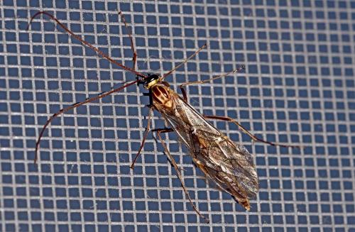 Ophion variegatus