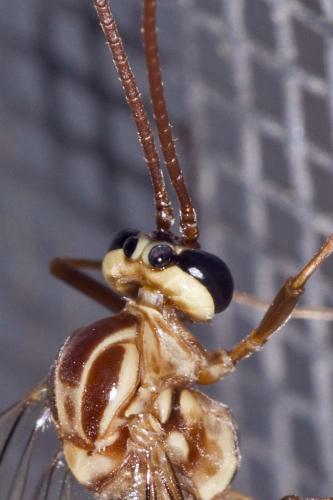 Ophion variegatus
