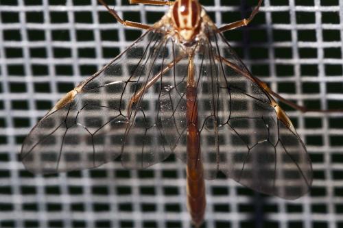 Ophion variegatus