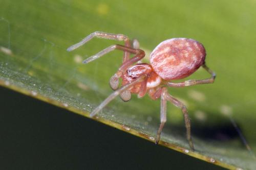 Nigma flavescens