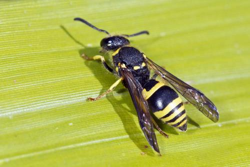 Réf. 179 786 : Ancistrocerus sp.