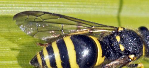 Réf. 179 787 : Ancistrocerus sp.
