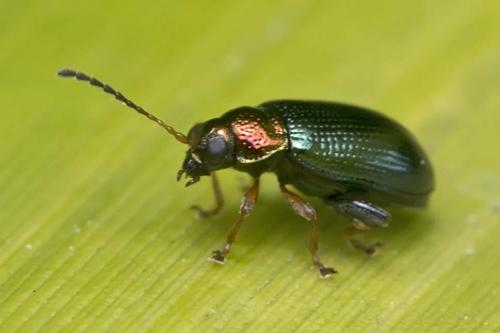 Réf. 179 303 : Crepidodera aurata