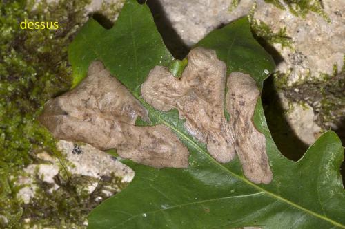 Réf. 179 189 : Profenusa pygmaea