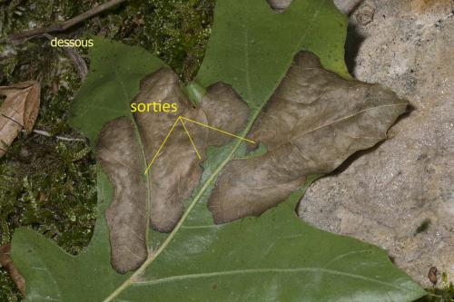 Profenusa pygmaea