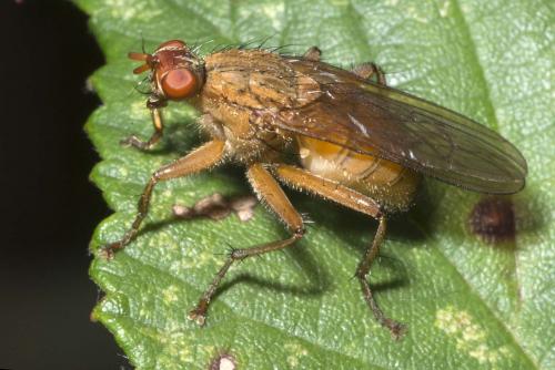 Scathophaga sp.
