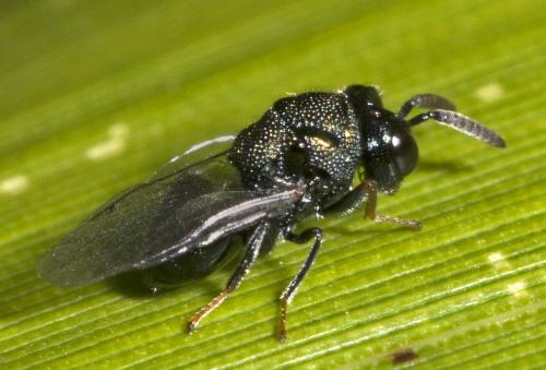 Réf. 179 594 : Perilampus sp.