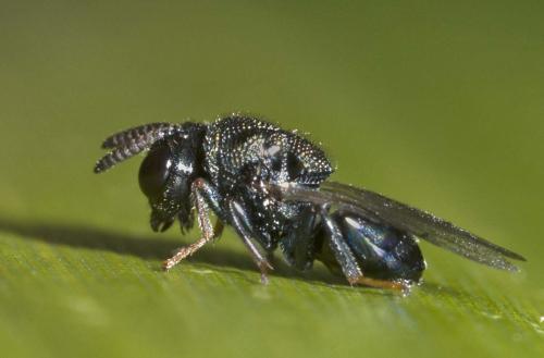 Perilampus sp.