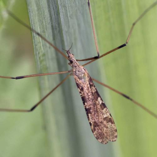Limnophila pictipennis