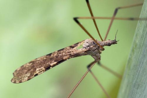 Limnophila pictipennis