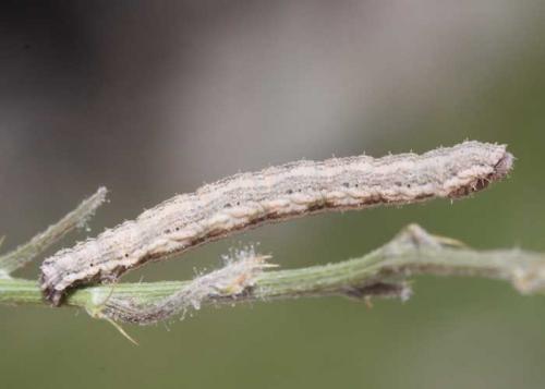 Scotopteryx coelinaria