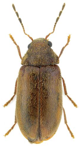 Ernobius abietis