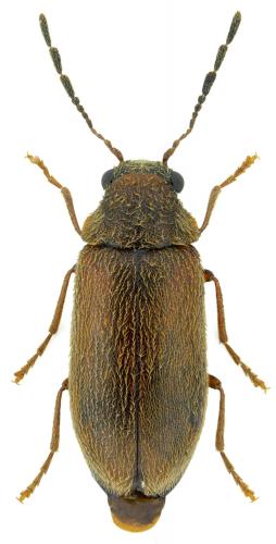 Ernobius abietis