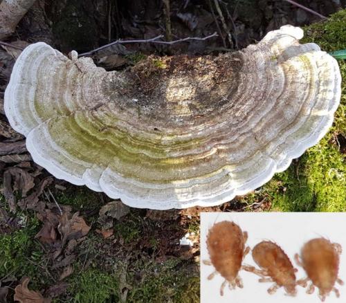 Lasioseius sp.