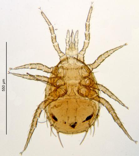 Lasioseius sp.