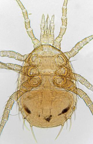 Lasioseius sp.