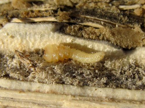 Réf. 179 226 : Acmaeoderella perroti perroti
