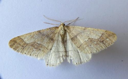 Réf. 179 085 : Agriopis marginaria