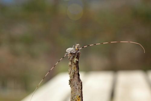 Réf. 179 032 : Acanthocinus aedilis