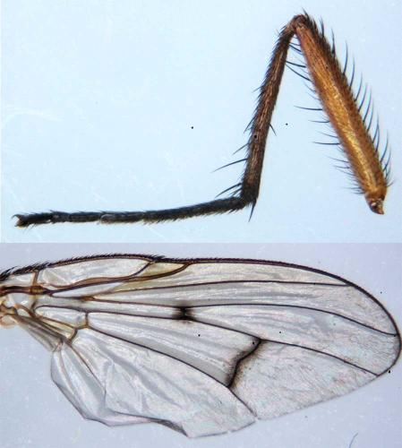 Phaonia tuguriorum