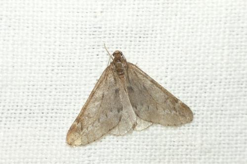 Réf. 179 408 : Alsophila aescularia