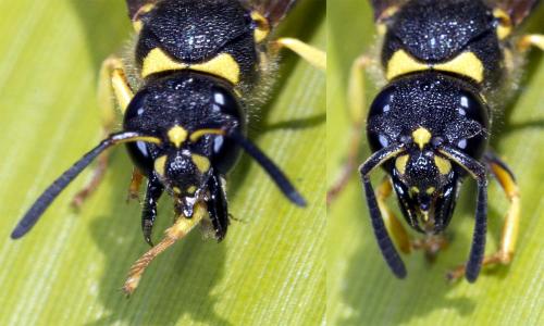 Réf. 179 788 : Ancistrocerus sp.