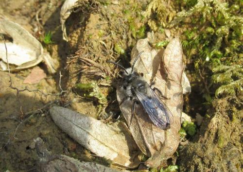 Réf. 179 271 : Andrena cineraria