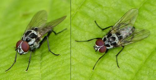 Réf. 179 293 : Anthomyia procellaris