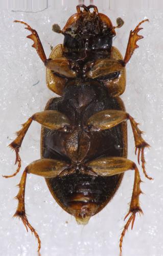 Melinopterus reyi