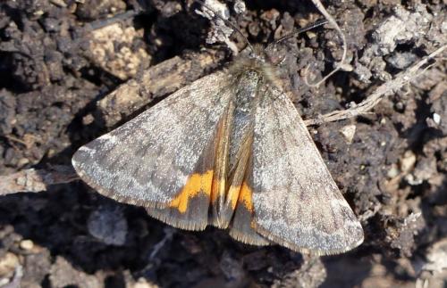 Boudinotiana sp.