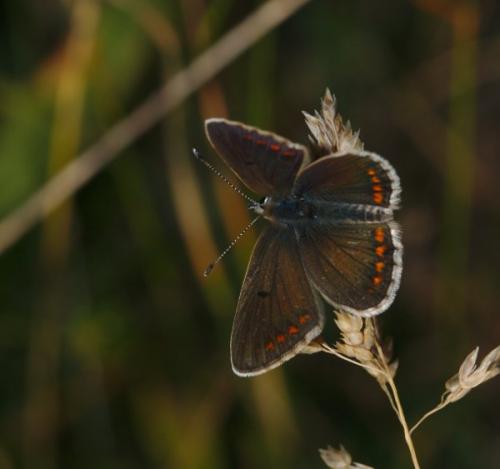 Réf. 179 250 : Aricia artaxerxes