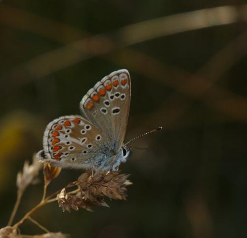 Réf. 179 244 : Aricia artaxerxes