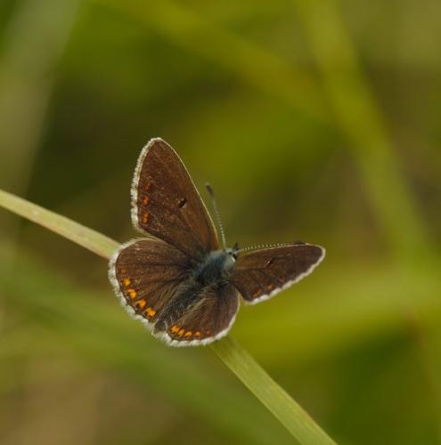 Réf. 179 252 : Aricia artaxerxes