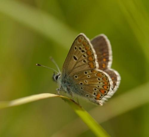 Réf. 179 251 : Aricia artaxerxes