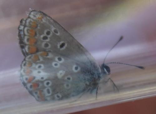 Réf. 179 215 : Aricia sp.