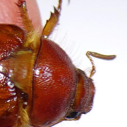 Rhizotrogus cicatricosus