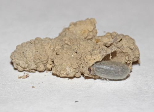 Auplopus (carbonarius)