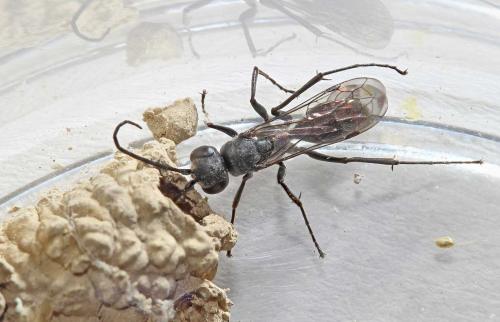 Réf. 179 229 : Auplopus (carbonarius)