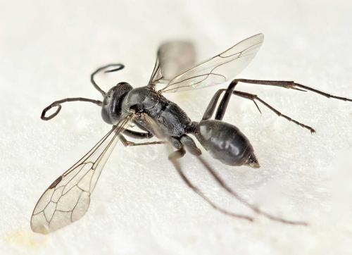 Auplopus (carbonarius)