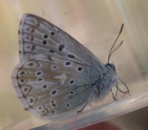 Réf. 179 216 : Polyommatus coridon