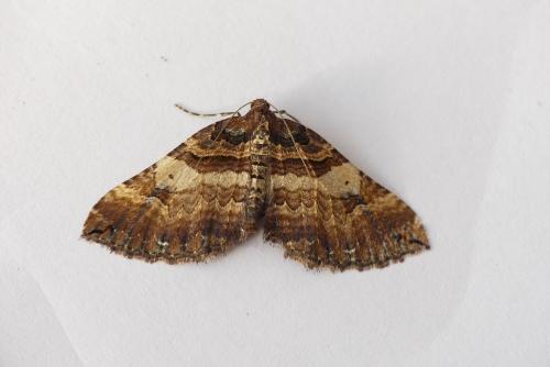 Réf. 179 093 : Earophila badiata