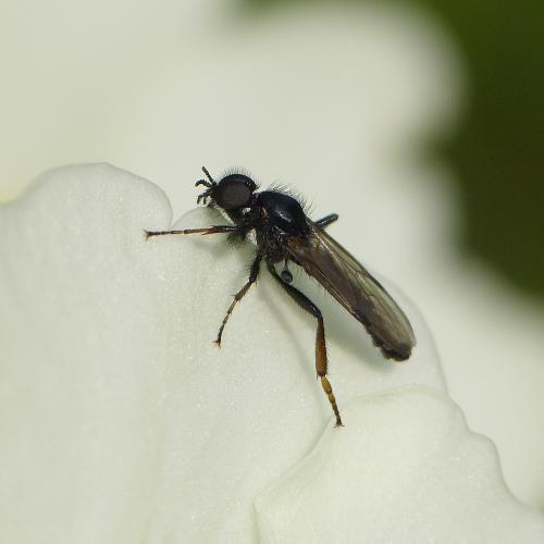 Bibio johannis