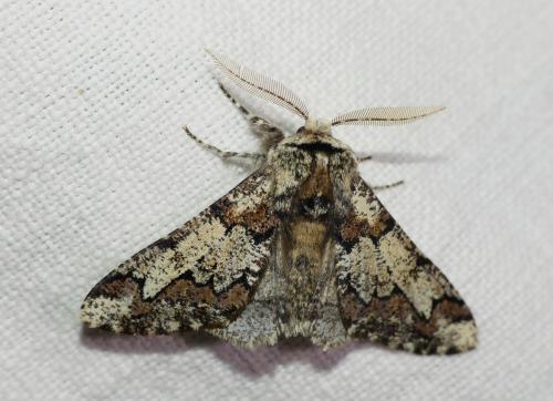 Réf. 179 337 : Biston strataria
