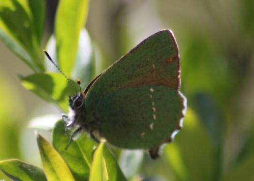 Réf. 179 141 : Callophrys rubi