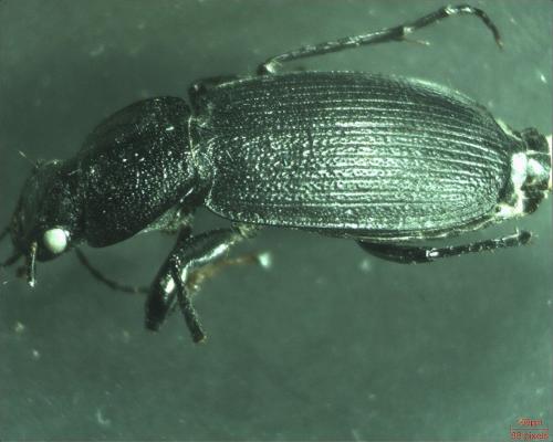 Réf. 179 219 : Licinus depressus