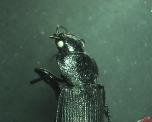 Réf. 179 220 : Licinus depressus